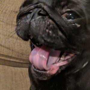 Meet your Posher, Stella